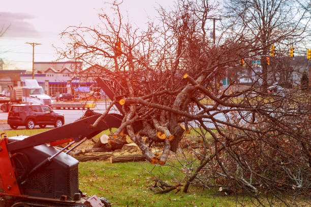 Leaf Removal in North Kingsville, OH